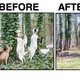 Illustration for article titled 'Goat Fund Me' Campaign Wants to Raise Money for Firefighting Goats